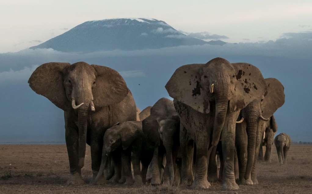 Amboseli Serena Safari Lodge Facilidades foto