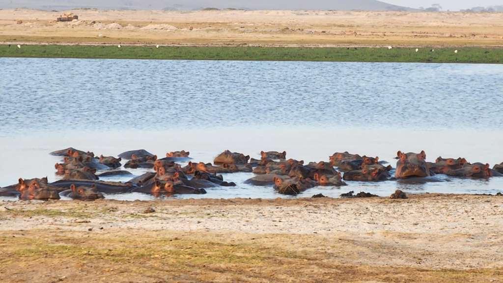 Amboseli Serena Safari Lodge Facilidades foto